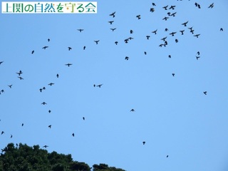 221015島から飛び出したヒヨドリの群れ.jpg