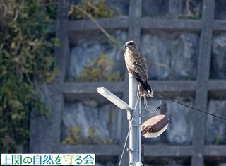 230226お出迎え?のトビ.jpg