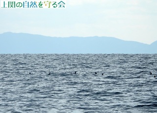 230226アビ類の群.jpg
