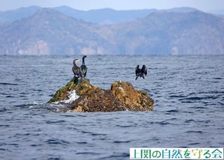 230226ウミウとヒメウ.jpg