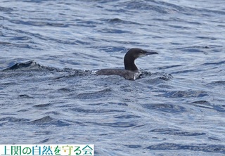230226VGIIn.jpg