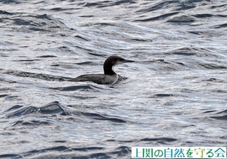 230226シロエリオオハムと分かる特徴が.jpg