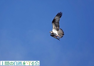 230226ミサゴ.jpg