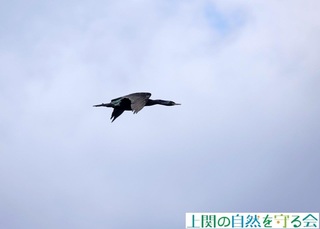 230226t߂щqE.jpg