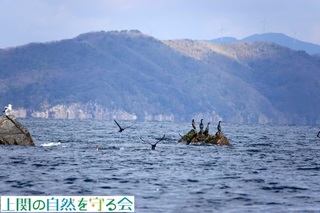 230226休息中のウ類.jpg