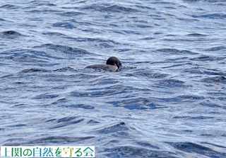230226`ރVGIIn.jpg