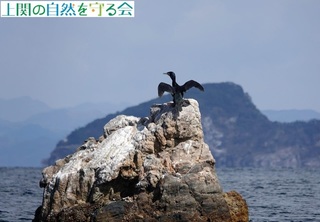 230226羽を乾かすウミウ.jpg