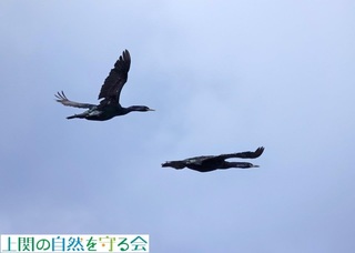 230226飛び去るヒメウ2.jpg