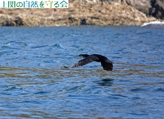 231126D̐ڋ߂ɋĔїE~E.jpg