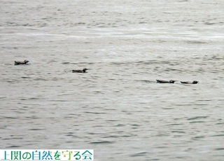 240130 SHōsĂJP.jpg