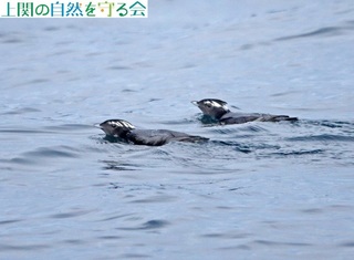 240130ꂼ̃yAɕꂽJR.jpg