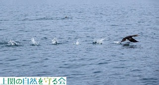 240130慌てて飛び去るシロエリオオハム1.jpg