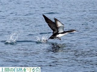 240130慌てて飛び去るシロエリオオハム2.jpg