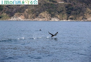 240130慌てて飛び去るシロエリオオハム3.jpg