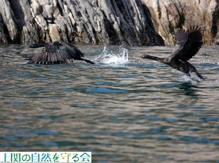 240130慌てて飛び去るヒメウ.jpg