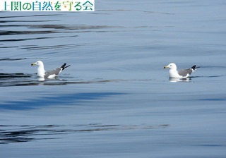 240130D̋߂ɊėE~lRQ.jpg