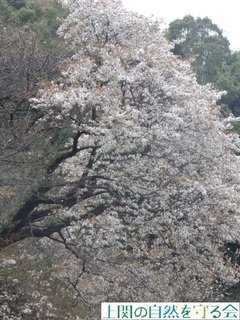240331hanami5.jpg