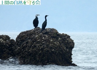 240406E~EƃqẼc[Vbg.jpg