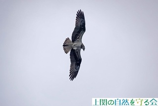 240406̏щ~TSP.jpg