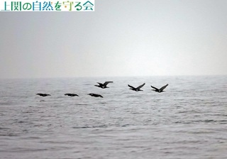 240406ыEނ̌Q.jpg