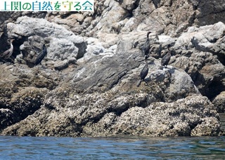 240518̏ŋxރqEE~E.jpg