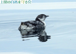 240629RHڂ̃JP.jpg