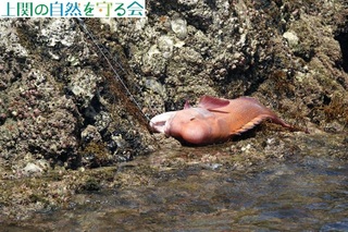 240720D̂q񂪒ނグRu_C.jpg