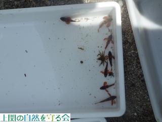240721ikimono9.jpg