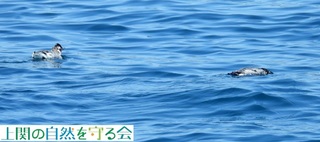 240803`ރJP.jpg
