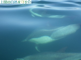 320820nZCJP.jpg