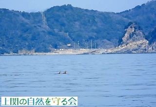 アビ類220310.jpg