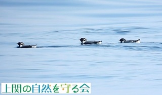 ウミスズメ220310.jpg