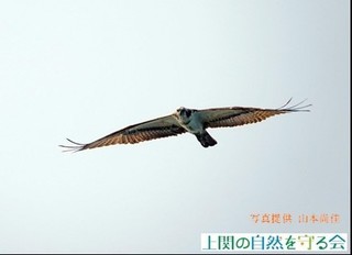 ミサゴの飛翔形（上関海域）.jpg