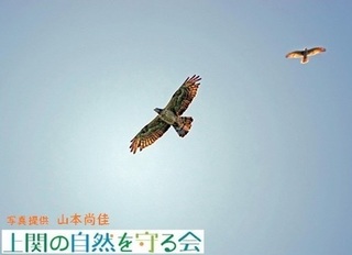 sanpo8風切り羽に伸長中の羽が見られるハチクマの成鳥.jpg