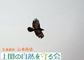 sanpo8風切り羽等に欠損の見られるハチクマの成鳥.jpg